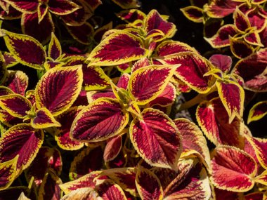 Flame nettle or painted nettle (Coleus x blumei) 'Wizard Scarlet' with burgundy-red foliage with thin lime-green margins growing in a garden in bright sunlight in summer