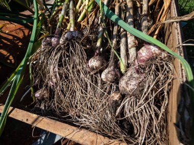 Close-up shot of harvested garlic bulbes with garliv cloves with roots placed in a cardboard box for drying. Harvest of garlic from the garden in July