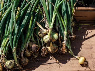 Ripe, organic grown, white and golden onions harvested in summer with green chives and still covered with soil drying in bright sunlight. Farming and gardening of vegetables