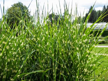 Porcupine Grass (Miscanthus sinensis) 'Strictus' - distinctive, ornamental grass with variegated foliage displaying unusual, horizontal, soft yellow rings along leaves