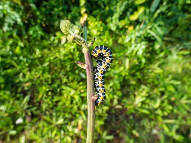 Macro of the Yellow form of the Caterpillar of the Lettuce shark moth (Cucullia lactucae) with black and yellow segments and lines crawling on the green plant