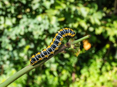 Macro of the Yellow form of the Caterpillar of the Lettuce shark moth (Cucullia lactucae) with black and yellow segments and lines crawling on the green plant