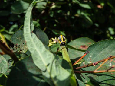 Macro of the Yellow form of the Caterpillar of the Lettuce shark moth (Cucullia lactucae) with black and yellow segments and lines crawling on the green plant