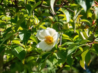 Korean stewartia, Japanese stewartia or deciduous camellia (Stewartia pseudocamellia) called summer camellia flowering with white five pettaled flowers with yellow center in the summer