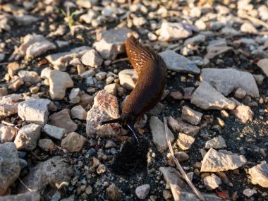 Close-up of the brick-red, dirty orange or brown Spanish slug (Arion vulgaris or Arion lusitanicus) on the ground in summer. Invasive species and horticultural and agricultural slug pest