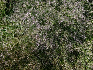 Macro shot of lilac lavender five-petalled flowers of wildflower Sea Lavender (limonium latifolium) in sunlight. Beautiful and delicate floral background