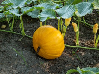 Big, ripe, orange pumpkin growing in the garden on the ground among green leaves. Gardening and growing vegetables for food