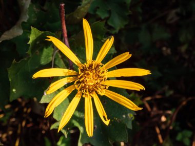 Altın sarısı papatya çiçekleriyle Ligularia 'nın' Osiris Cafe Noir 'ini yakından çek. Düz tepeli kahverengi merkezli, altın sarısı çiçek başları yaz sonlarından sonbahara kadar çiçek açar.