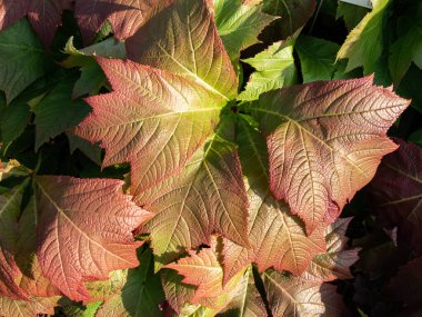 Rodgersia podophylla 'Rotlaub' with attractive large serrated oval palmate leaves that emerge coppery-bronze in spring and early summer in bright sunlight