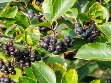 Big, ripe aronia (chokeberries) berries growing and maturing in clusters on a shrub branches among wooden fence on a sunny day in summer