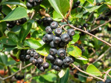 Big, ripe aronia (chokeberries) berries growing and maturing in clusters on a shrub branches among wooden fence on a sunny day in summer