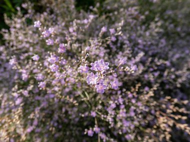 Macro shot of lilac lavender five-petalled flowers of wildflower Sea Lavender (limonium latifolium) in sunlight. Beautiful and delicate floral background