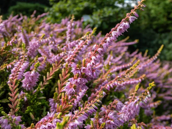 Macro Calluna Vulgaris Dart Flamboyant Bronze Yellow Foliage Flowering Mauve — стоковое фото