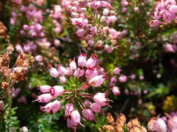 Macro Cornish Heath Wandering Heath Erica Vagans Pyrenees Pink Dark — Zdjęcie stockowe