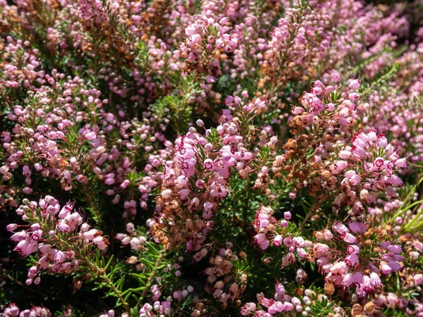 Macro Cornish Heath Wandering Heath Erica Vagans Pyrenees Pink Dark — Foto de Stock