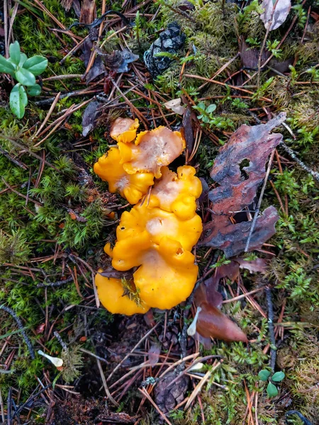 Golden Chanterelle Mushrooms Growing Forest Dirt Moss Forest Vegetation Nature — Stock Photo, Image