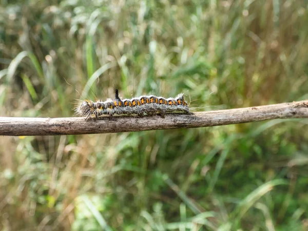 Macro Opname Van Rups Van Grijze Dolk Acronicta Psi Een — Stockfoto