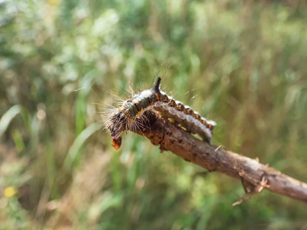 Makroaufnahme Der Raupe Des Grauen Dolchs Acronicta Psi Auf Einem — Stockfoto