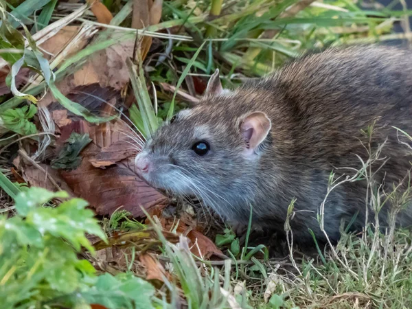 Close Common Rat Rattus Norvegicus Dark Grey Brown Fur Green — Stockfoto