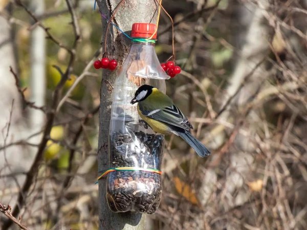 Great tit (Parus major) visiting bird feeder made from reused plastic bottle full with grains and sunflower seeds. DIY feeder made from bottle and pencils hanging in the tree