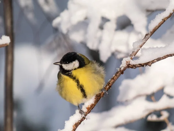 Close Shot Fluffy Great Tit Parus Major Sitting Branch Bright — 스톡 사진