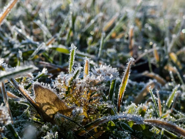 Prachtig Glanzend Groen Gras Bedekt Met Grote Witte Ijskristallen Vroege — Stockfoto