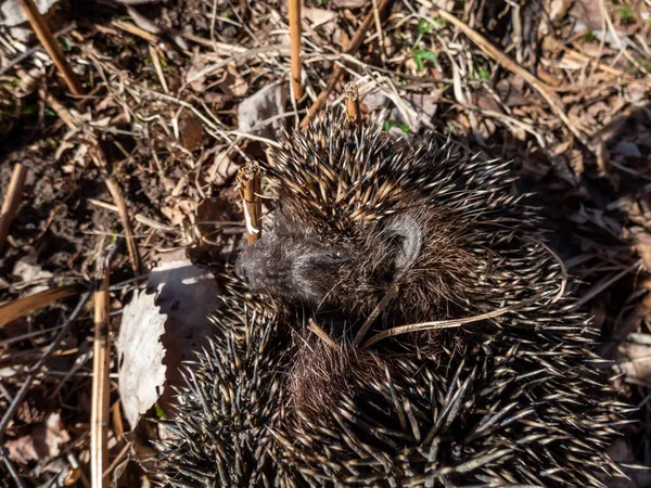 Een Close Opname Van Volwassen Europese Egel Erinaceus Europaeus Tussen — Stockfoto