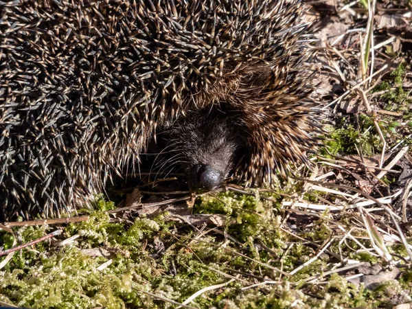 Yetişkin Avrupalı Kirpinin Erinaceus Europaeus Kışın Ardından Ilkbaharın Başlarında Kuru — Stok fotoğraf