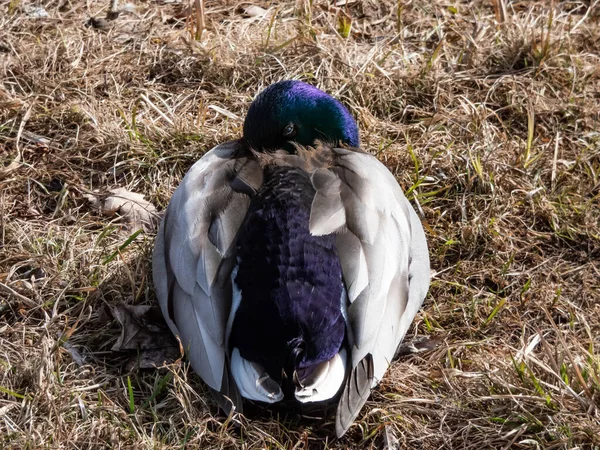 Close Adult Breeding Male Mallard Wild Duck Anas Platyrhynchos Glossy — Fotografia de Stock