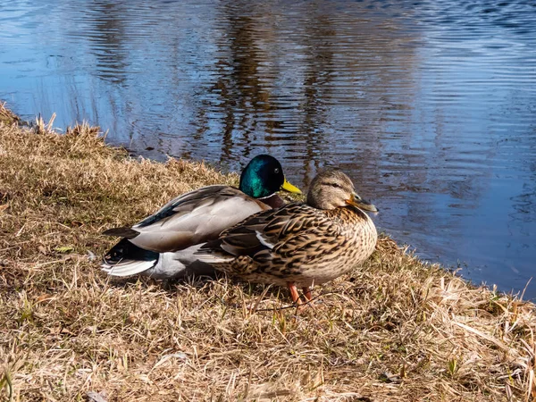 A couple - male and female of mallards or wild ducks (Anas platyrhynchos), one with a glossy bottle-green head and other with brown mottled plumage in bright sunlight standing next to a lake