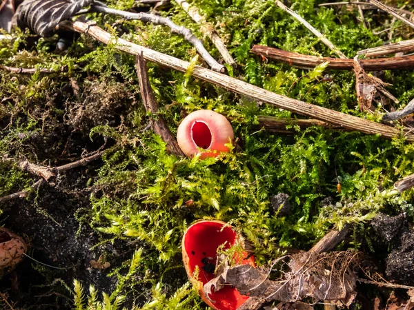 Bardak Şeklindeki Mantar Kırmızısı Elfcup Sarcoscypha Austriaca Meyve Gövdeleri Nemli — Stok fotoğraf