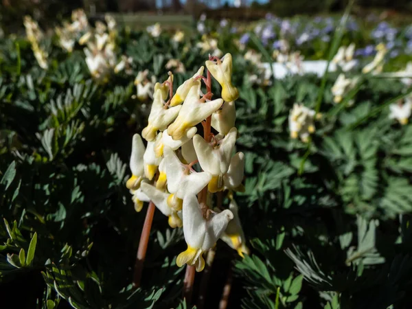 Pequenos Botões Flores Flores Plantas Herbáceas Início Primavera Calças Holandês — Fotografia de Stock