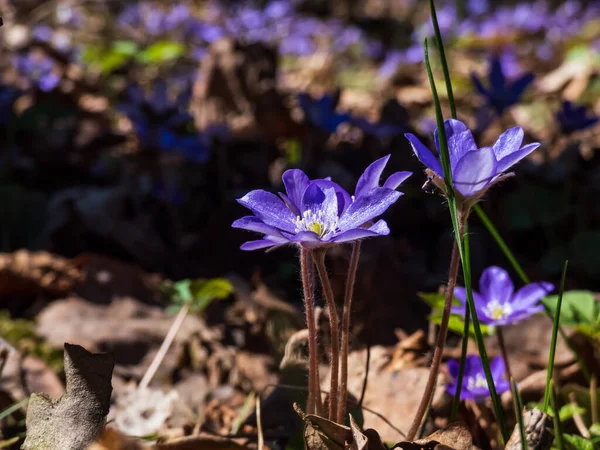 Macro Shot Common Hepatica Anemone Hepatica Hepatica Nobilis Blooming Purple — ストック写真