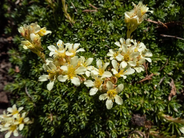 Close Saxifrage Saxifraga Flowering White Yellow Flowers Five Petals Rock — Fotografia de Stock