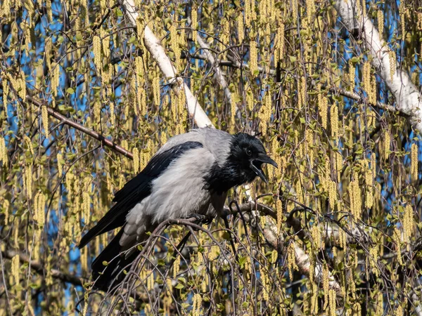 Beautiful Close Shot Hooded Crow Corvus Cornix Sitting Birch Tree — 图库照片
