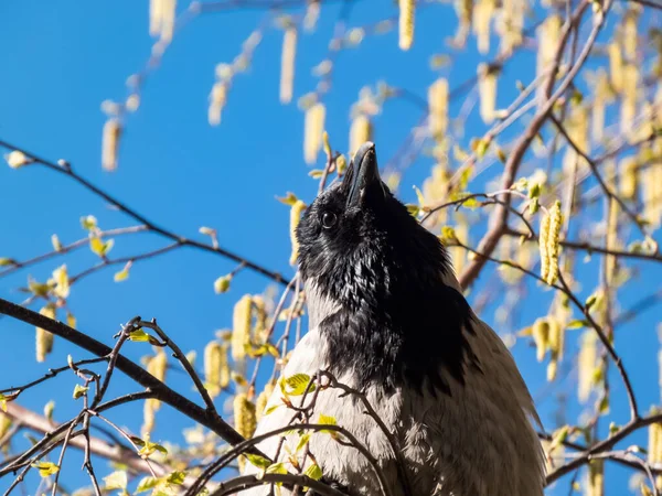 Beautiful Close Shot Hooded Crow Corvus Cornix Sitting Birch Tree — Stockfoto