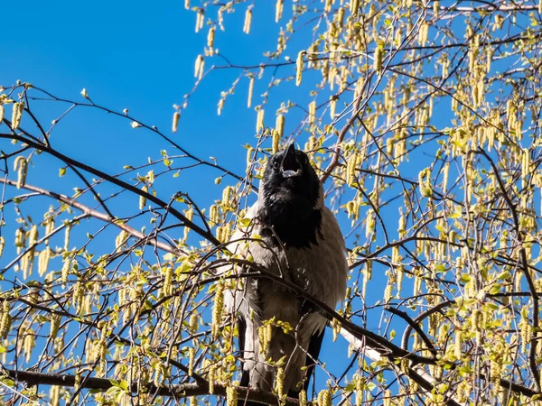 Beautiful Close Shot Hooded Crow Corvus Cornix Sitting Birch Tree — Stockfoto