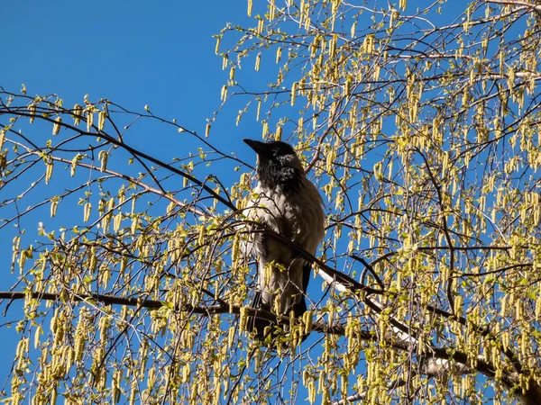 Beautiful Close Shot Hooded Crow Corvus Cornix Sitting Birch Tree — Stockfoto