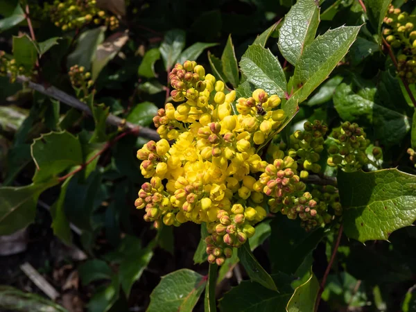 Evergreen Shrub Oregon Grape Holly Leaved Barberry Mahonia Aquifolium Flowering — Foto Stock