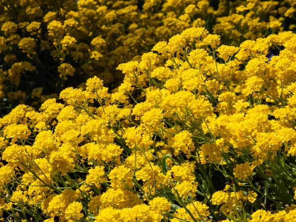 一篮黄金 黄金或金粉 Aurinia Saxatilis或Alyssum Saxatile Alyssum Saxatile Var 的特写镜头 在花园里开着黄花的花 — 图库照片