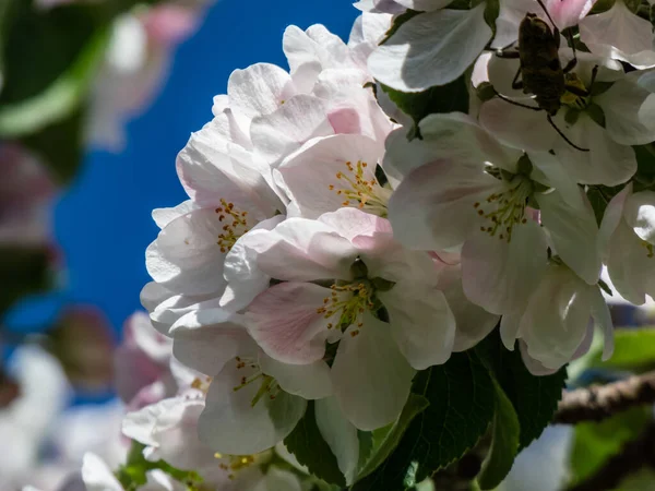 White Pink Buds Blossoms Apple Tree Flowering Orchard Spring Blue — ストック写真