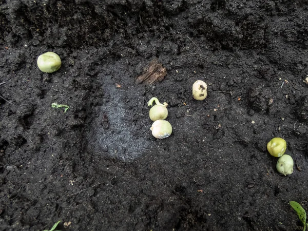 Pea Sowing View Wet Soil Dried Pea Seeds Small Sprouts —  Fotos de Stock