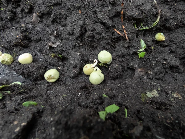 Pea Sowing View Wet Soil Dried Pea Seeds Small Sprouts — Stock Fotó