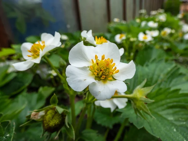 Macro Fiori Fragola Con Stami Dettagliati Androecium Disposti Cerchio Circondati — Foto Stock