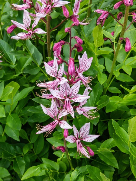 The Burning bush, dittany, gas plant or fraxinella (Dictamnus albus) flowering with five-petalled flowers in colour from pale purple to white with long projecting stamens in the garden