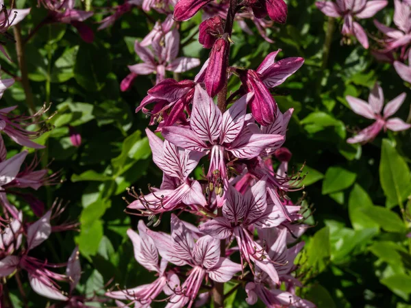 The Burning bush, dittany, gas plant or fraxinella (Dictamnus albus) flowering with five-petalled flowers in colour from pale purple to white with long projecting stamens in the garden