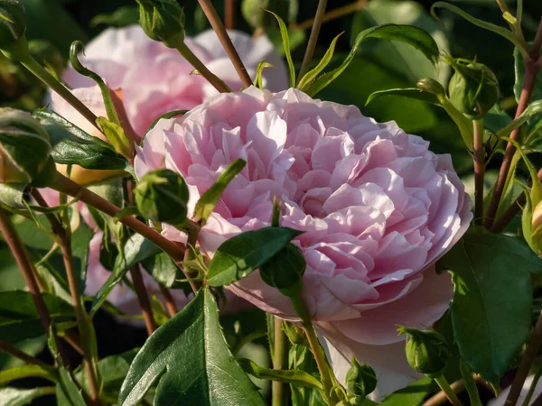 English Shrub Rose Bred David Austin Eglantyne Quite Large Saucer — Stok fotoğraf