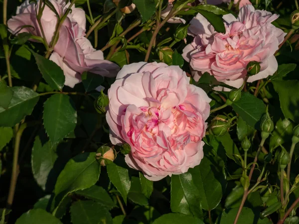 English Shrub Rose Bred David Austin Eglantyne Quite Large Saucer — Zdjęcie stockowe