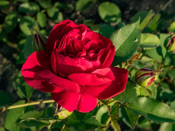 Darcey Bussell English Shrub Rose Bred David Austin Deep Rich — Zdjęcie stockowe