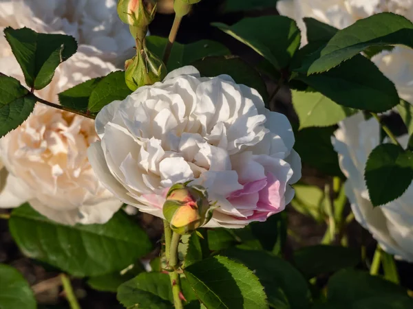 \'Winchester Cathedral\' English Shrub Rose Bred By David Austin blooming with medium-sized, loose petalled, white with a touch of pink rosettes in the garden in summer